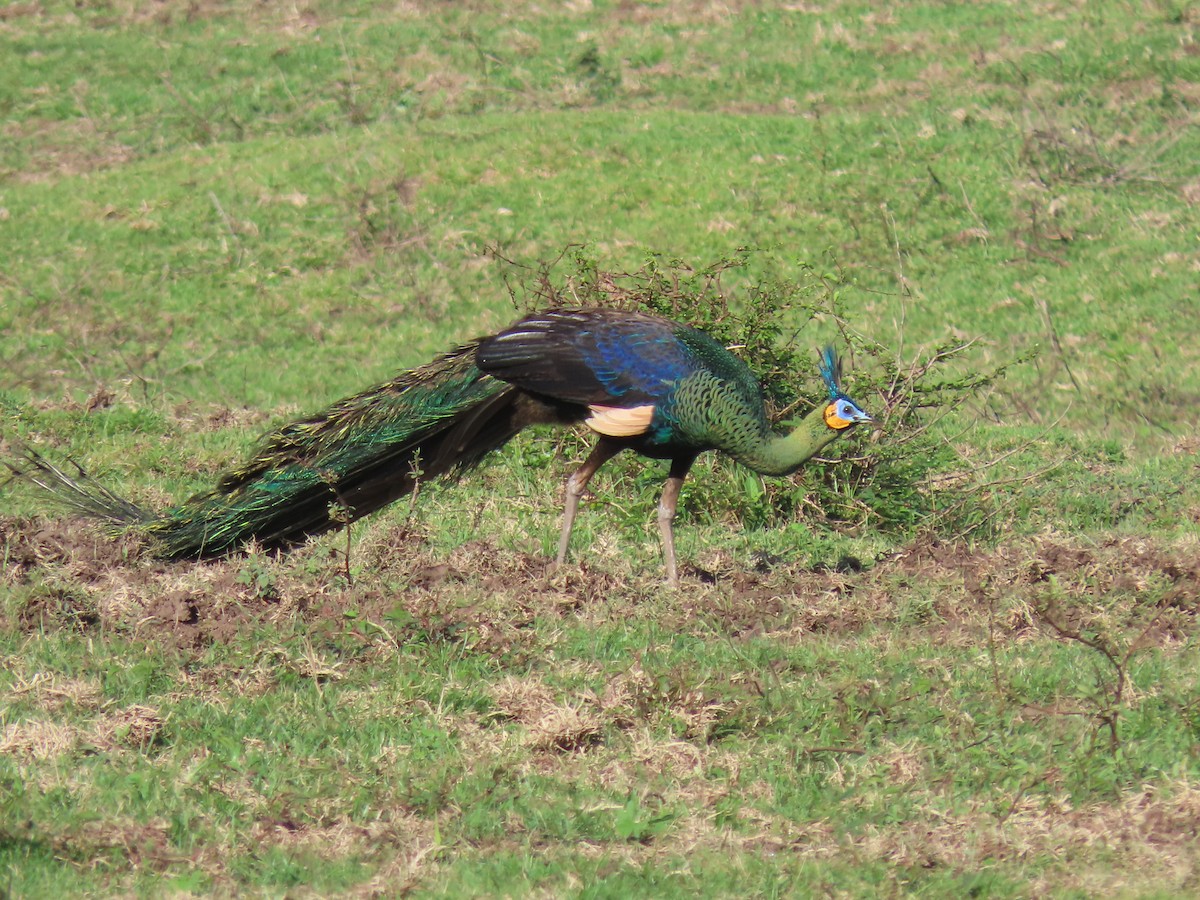 Green Peafowl - ML642184281