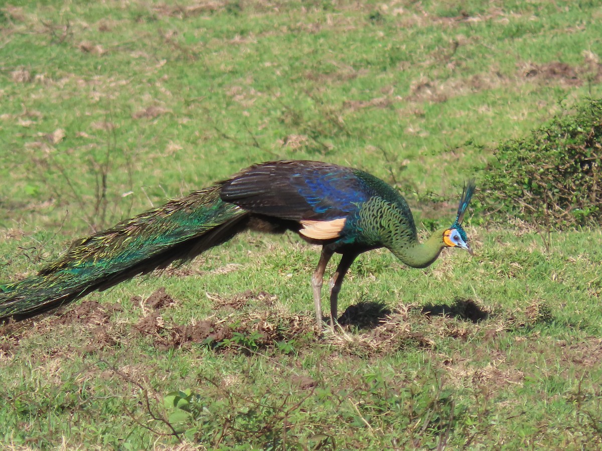 Green Peafowl - ML642184282