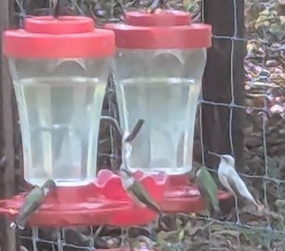 Ruby-throated Hummingbird - ML642184284