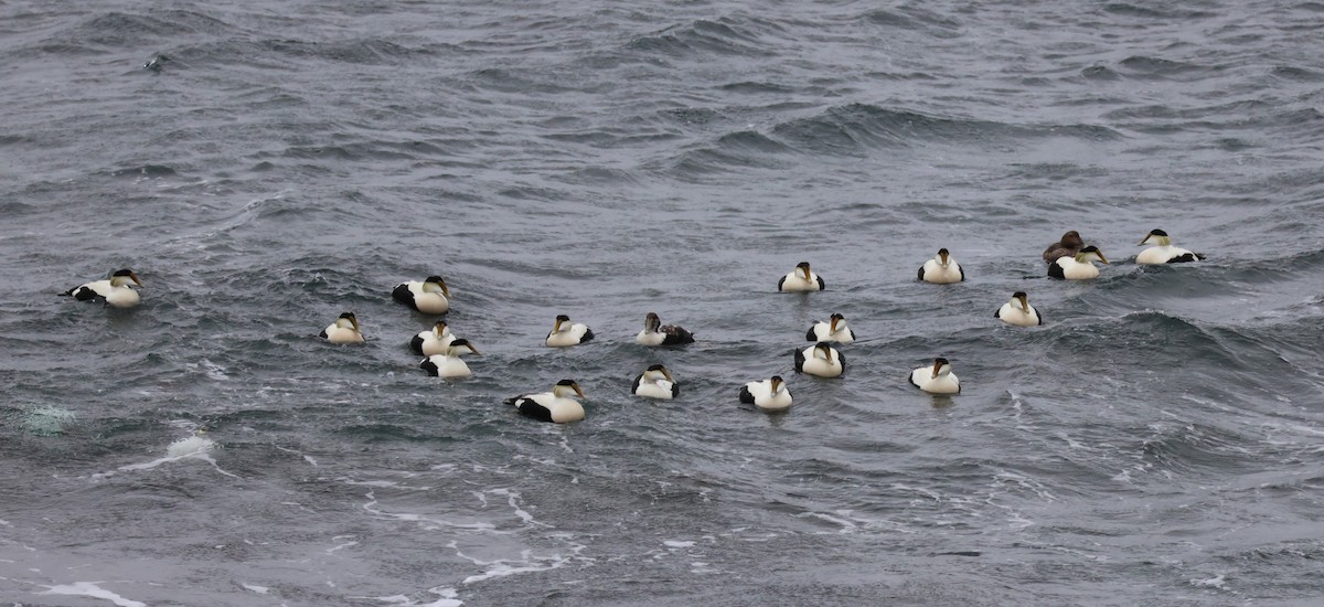 Common Eider - ML642184286
