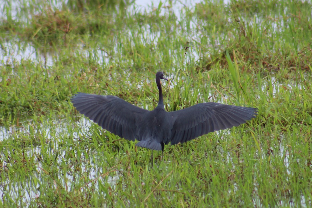 Little Blue Heron - ML642184291