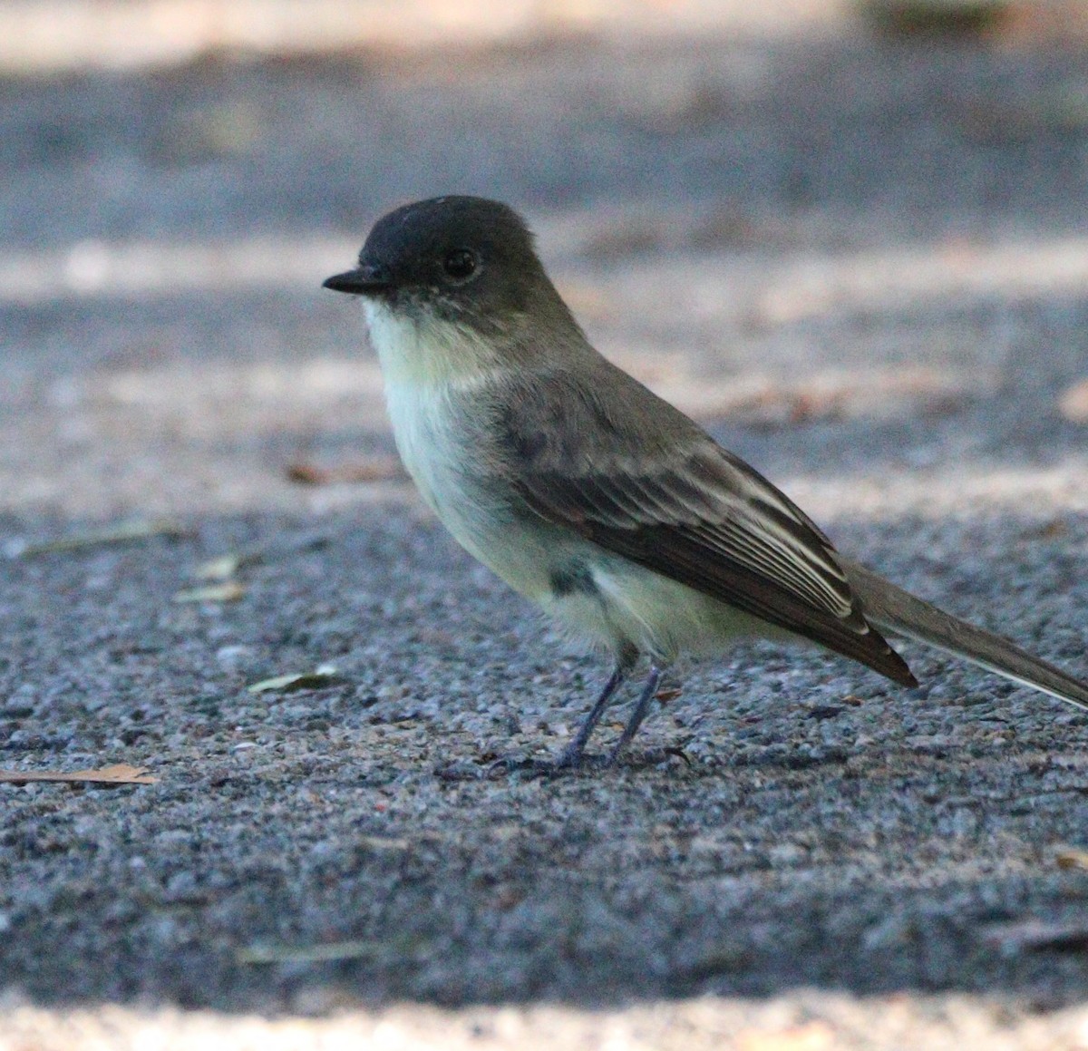 Eastern Phoebe - ML642184293