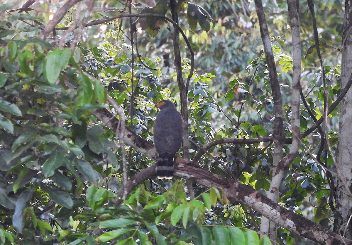 Roadside Hawk - ML642184345