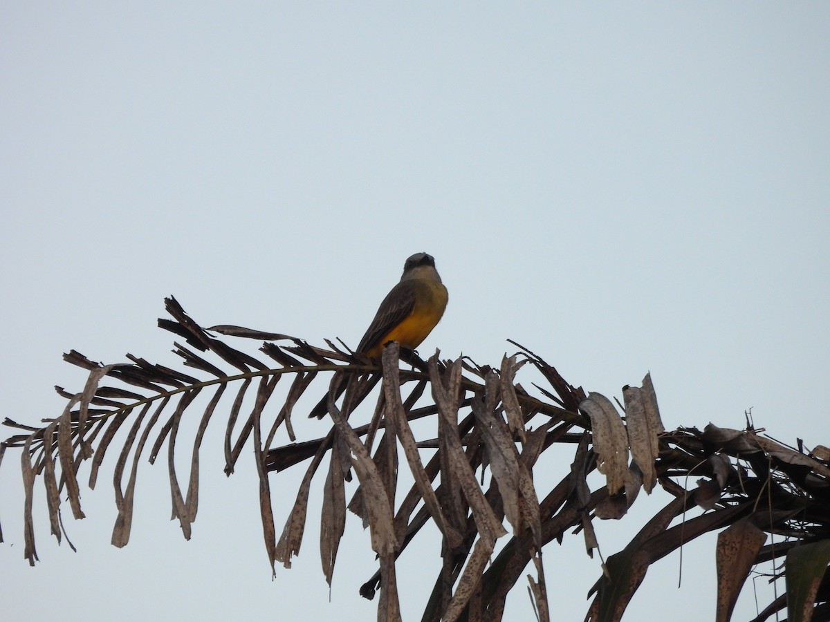 Tropical Kingbird - ML642184349