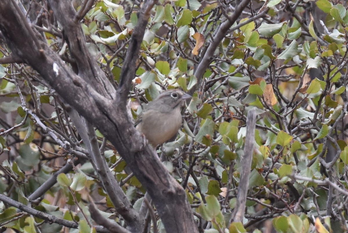 Rufous-crowned Sparrow - ML642184353