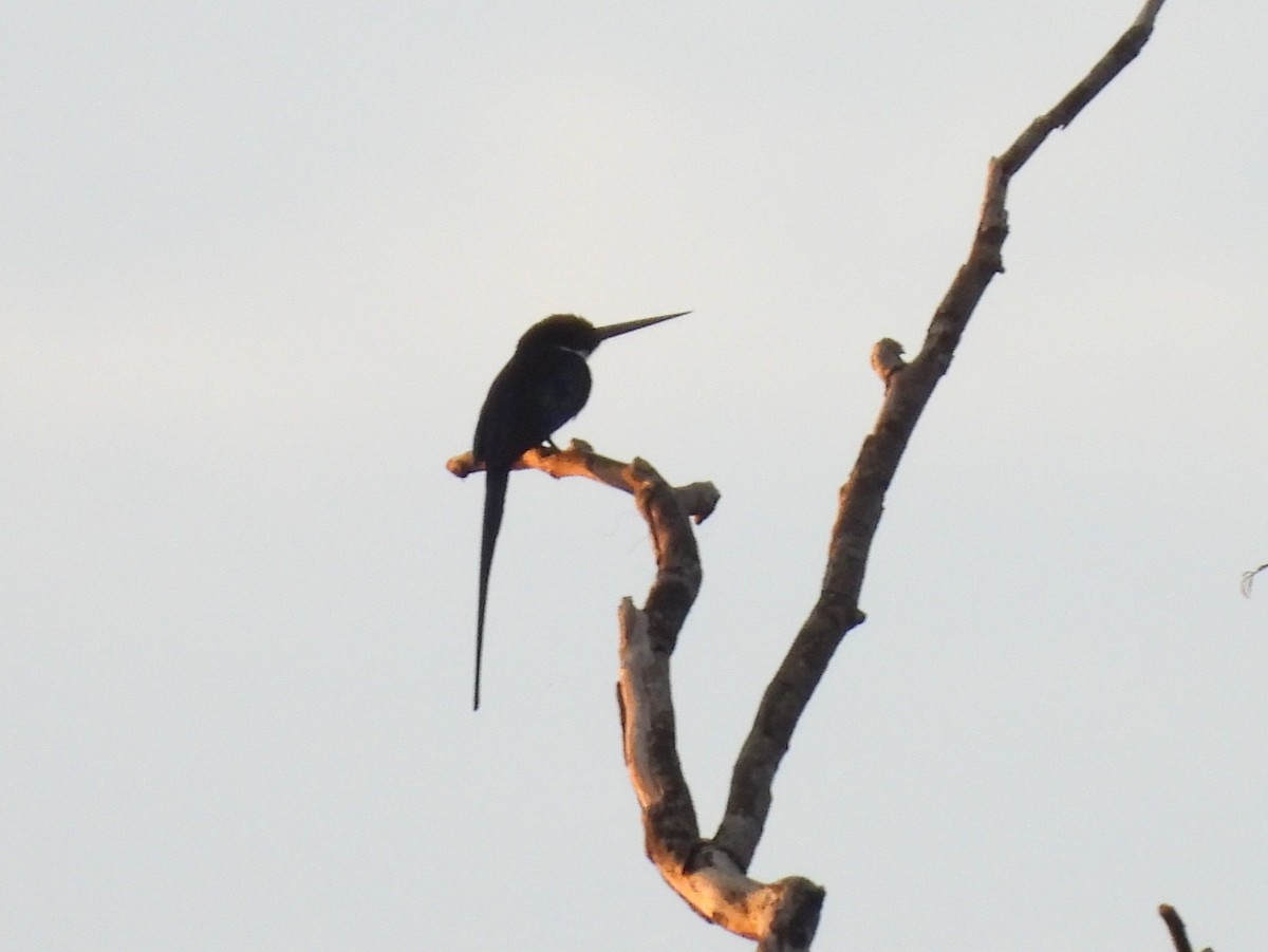 Paradise Jacamar - ML642184357
