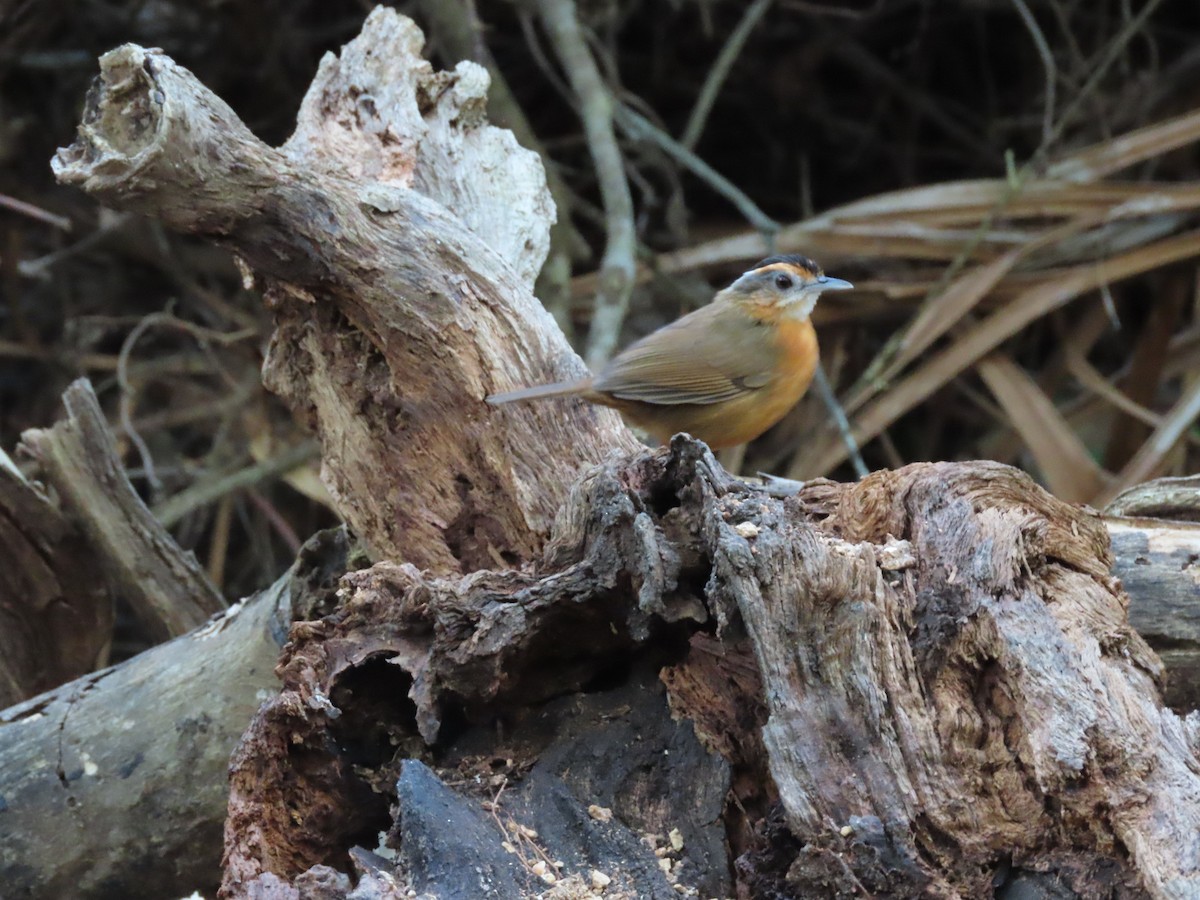Javan Black-capped Babbler - ML642184368