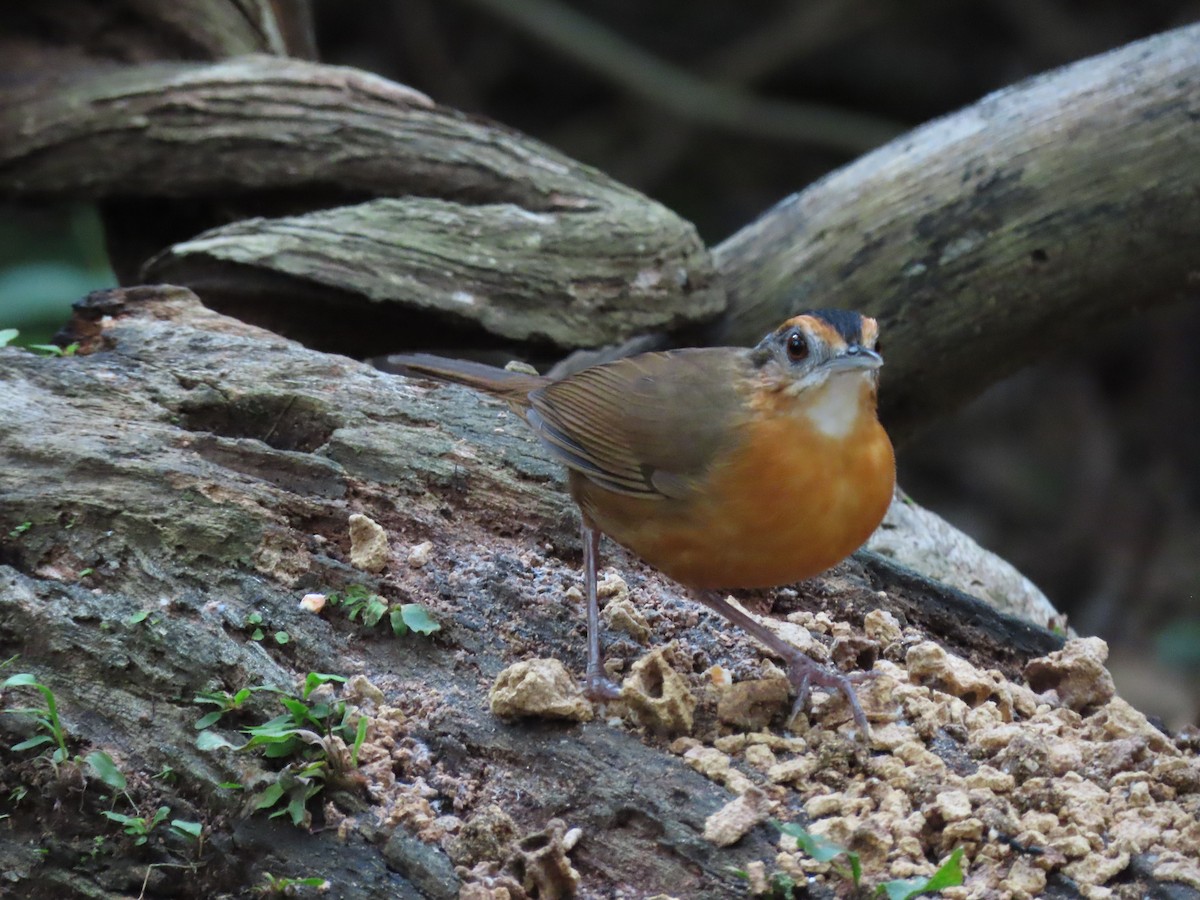 Javan Black-capped Babbler - ML642184369