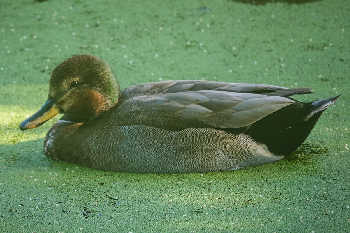 Gadwall x Mallard (hybrid) - ML642184370