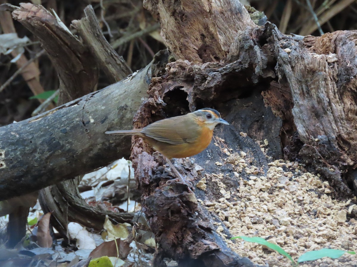 Javan Black-capped Babbler - ML642184371