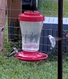 Ruby-throated Hummingbird - ML642184377