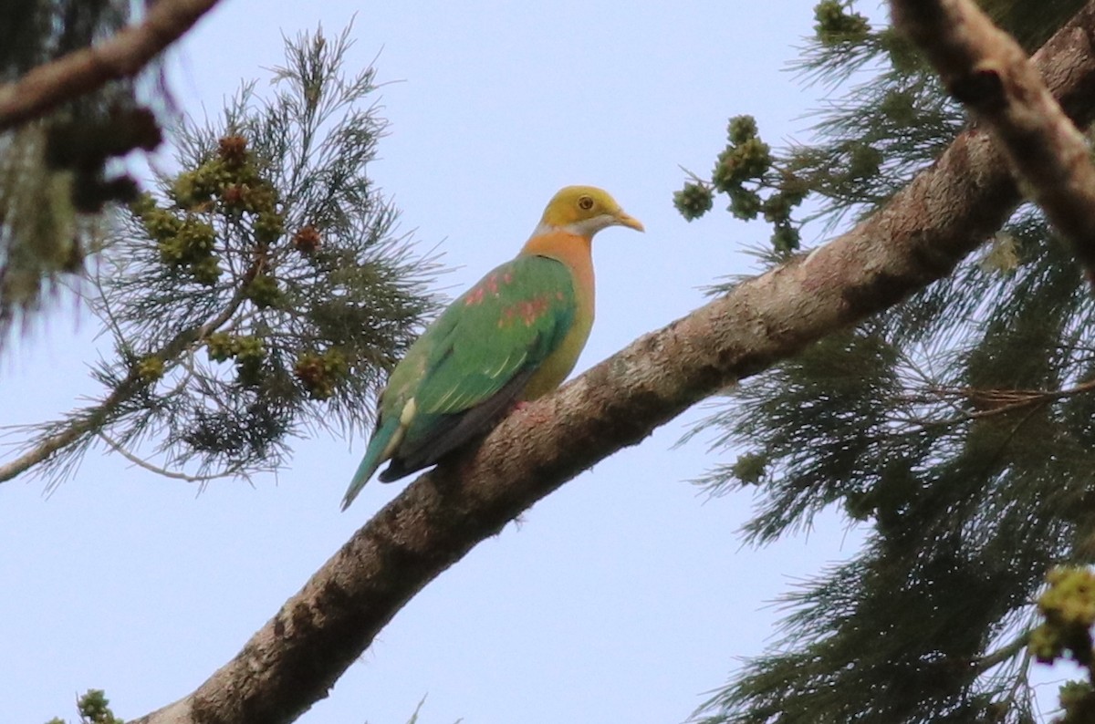 Pink-spotted Fruit-Dove - ML642184387