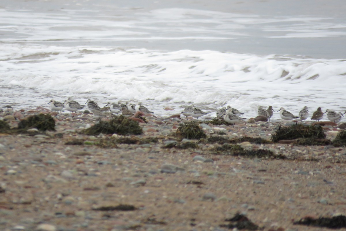 Sanderling - ML642184388