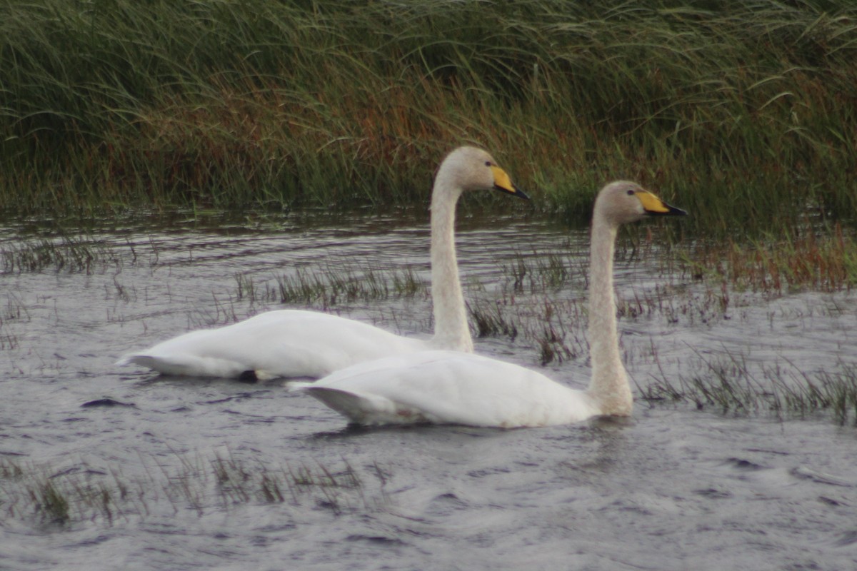 Whooper Swan - ML642184395