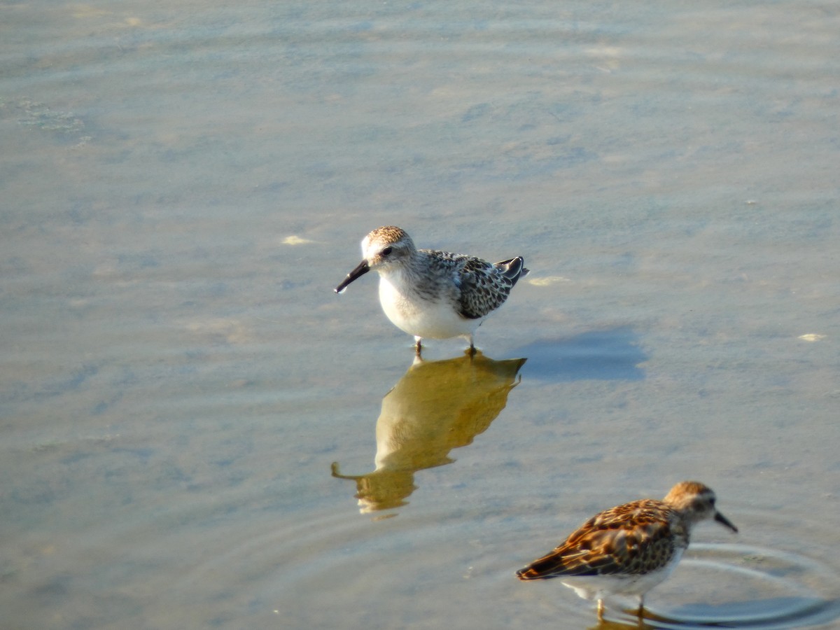 Semipalmated Sandpiper - ML642184399