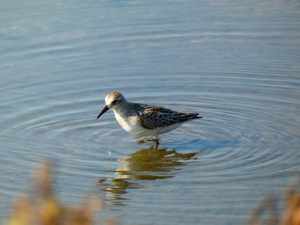 Semipalmated Sandpiper - ML642184400