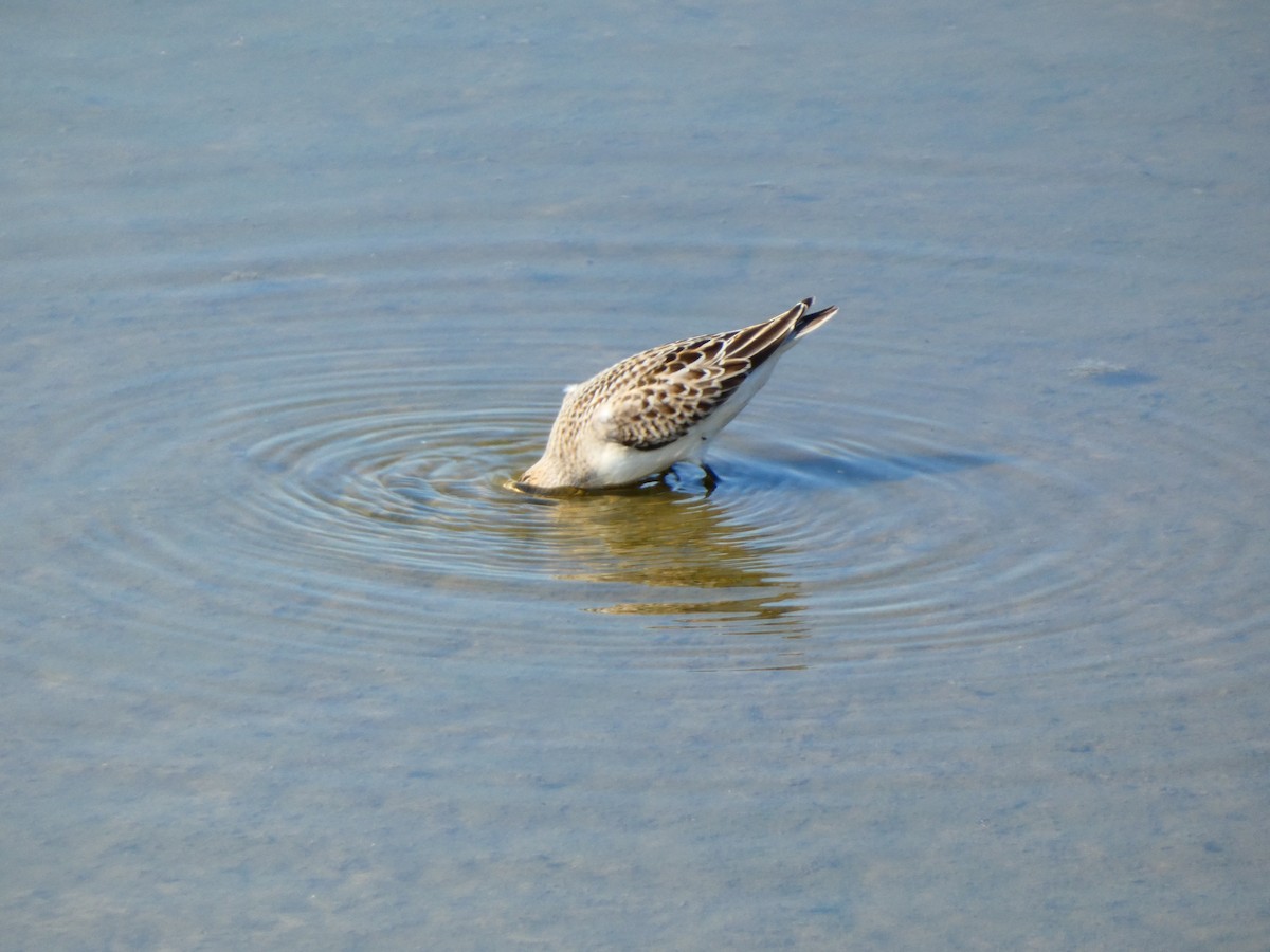 Semipalmated Sandpiper - ML642184401