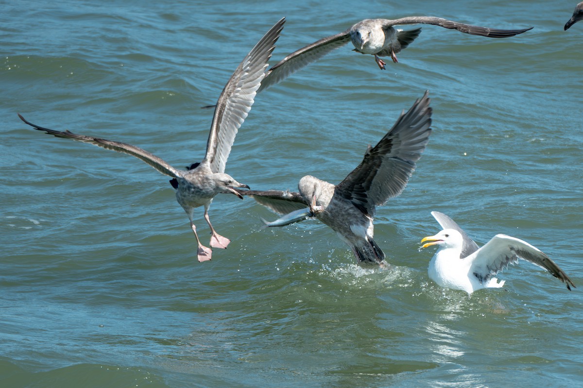 Gaviota Occidental - ML642184402