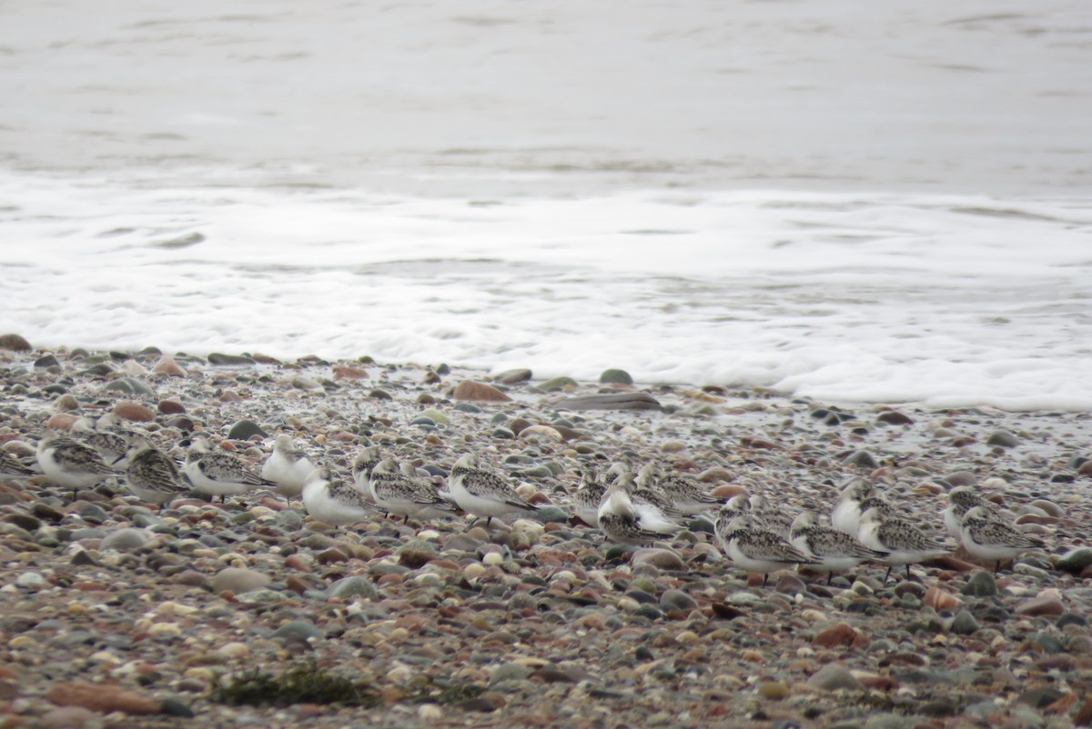 Sanderling - ML642184404