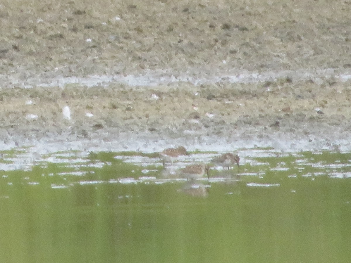Semipalmated Sandpiper - ML642184405