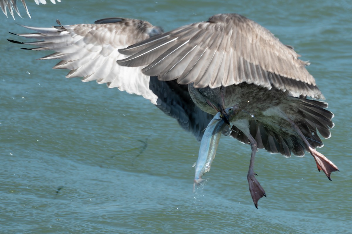 Gaviota Occidental - ML642184406