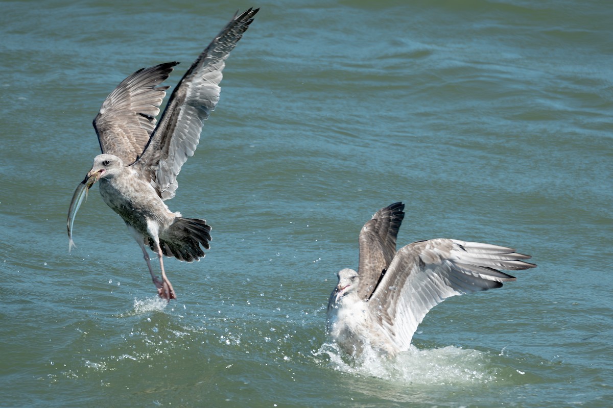 Gaviota Occidental - ML642184409