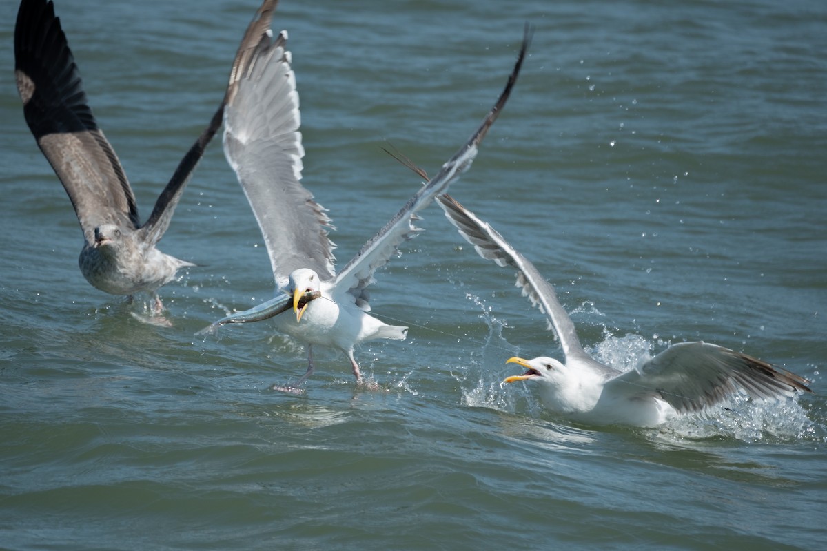 Gaviota Occidental - ML642184414