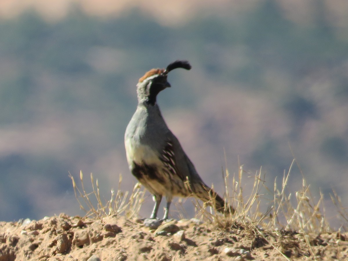 Gambel's Quail - ML642184422