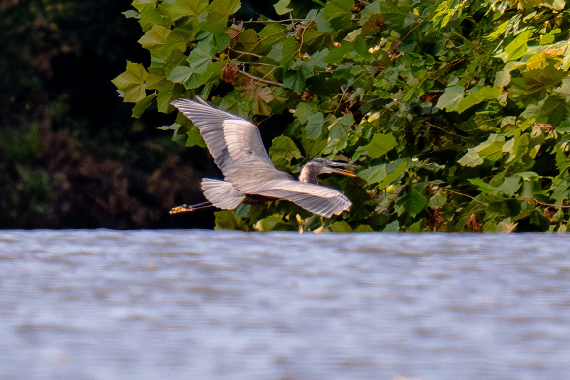Great Blue Heron - ML642184430