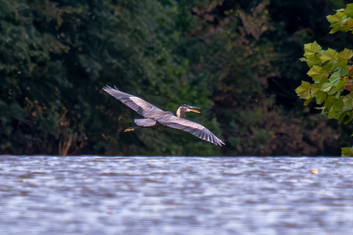 Great Blue Heron - ML642184431