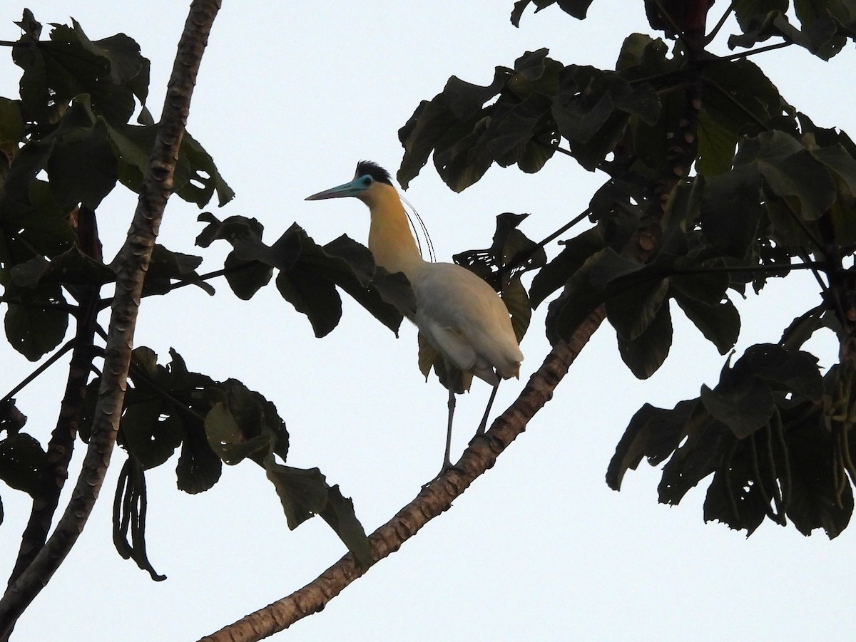 Capped Heron - ML642184450