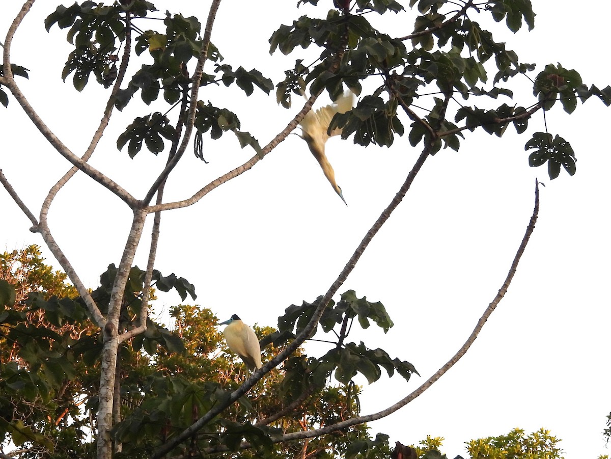 Capped Heron - ML642184451