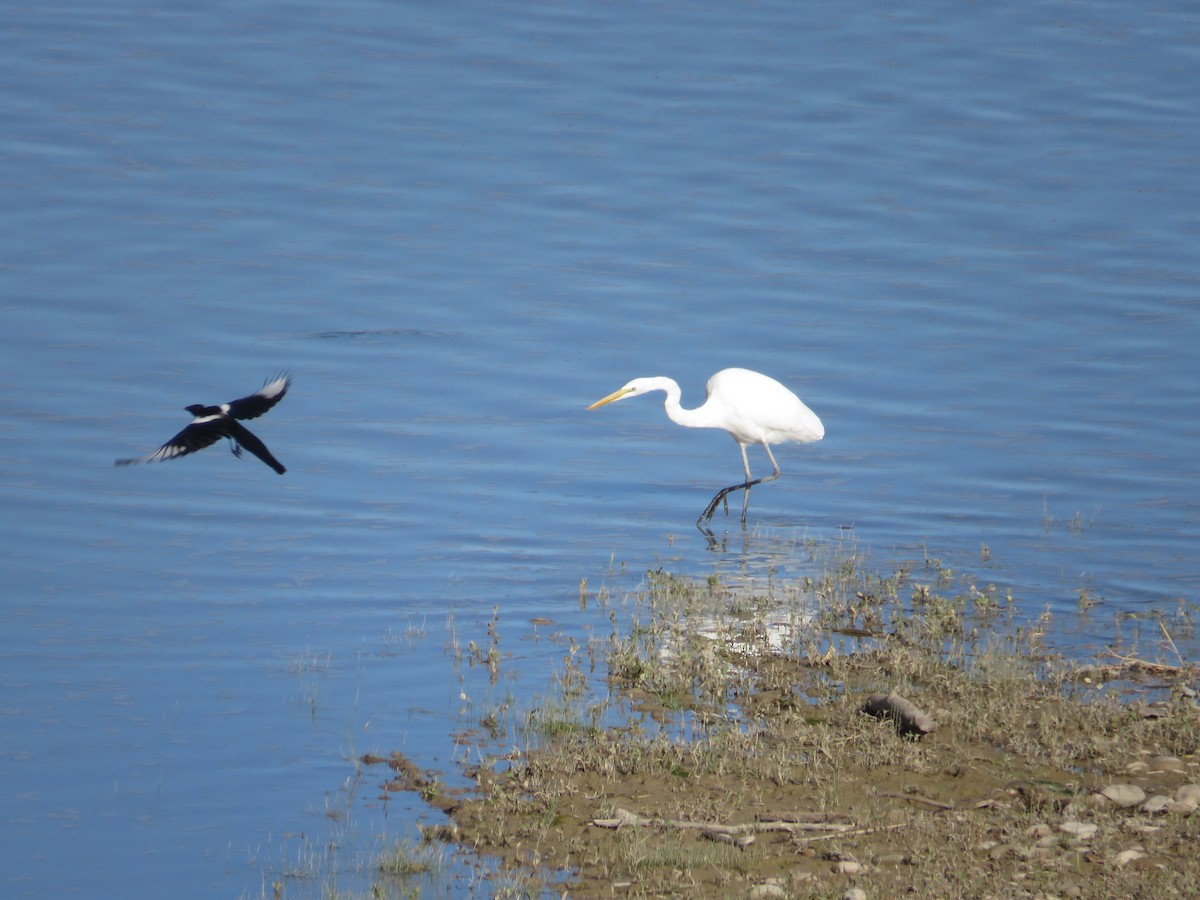 Great Egret - ML642184477