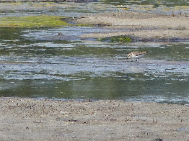 Semipalmated Sandpiper - ML64218451