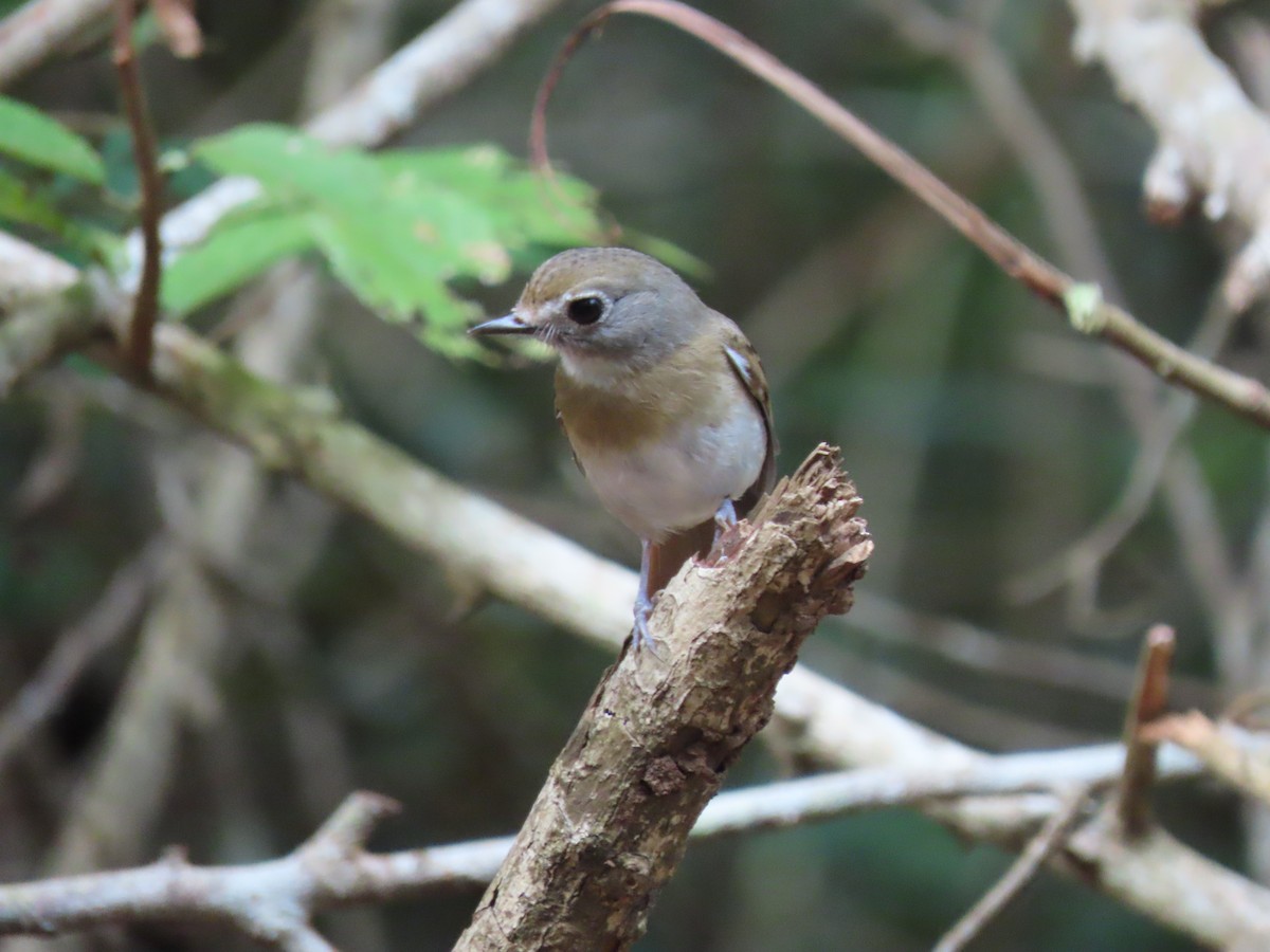 Papamoscas Dorsioliva - ML642184519