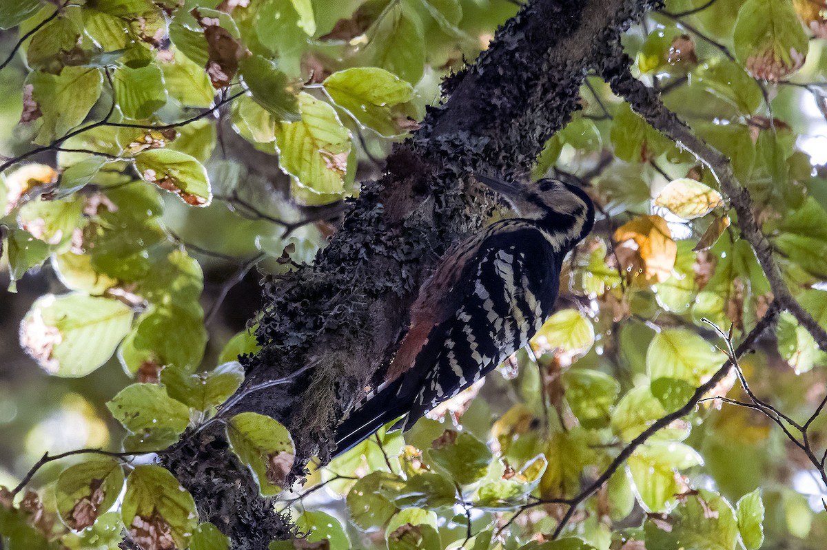 White-backed Woodpecker - ML642184521