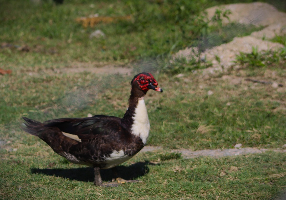 Muscovy Duck (Domestic type) - ML642184529
