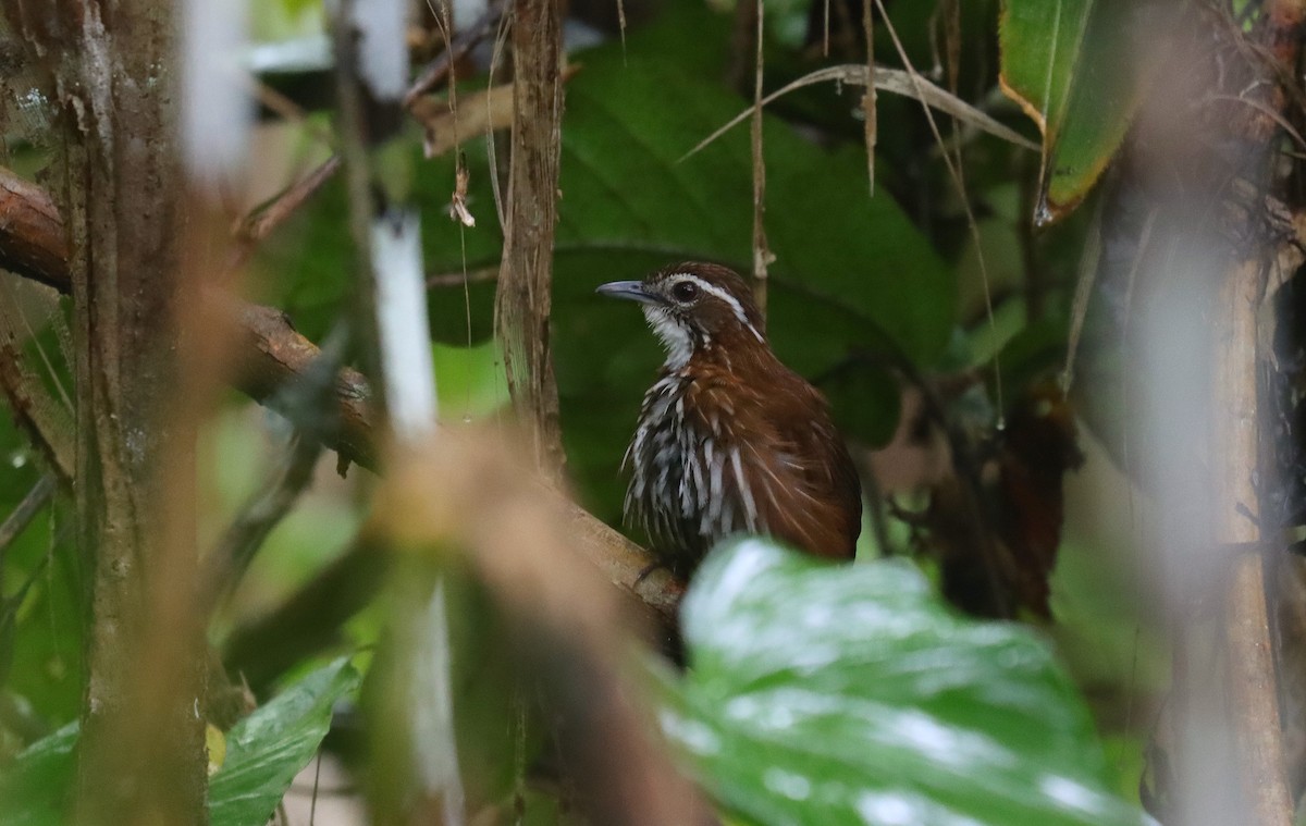 Striated Wren-Babbler - ML642184552