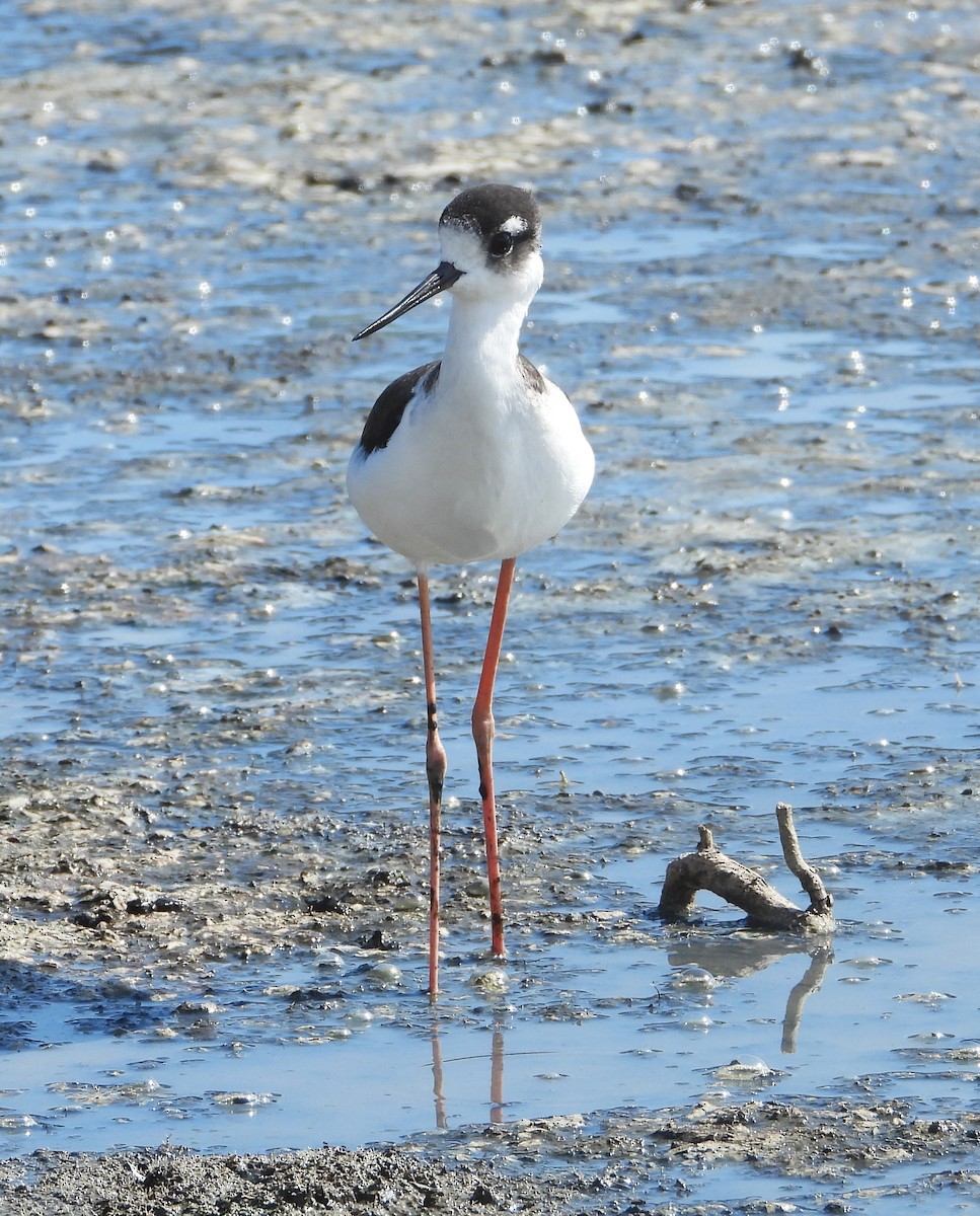 Black-necked Stilt - ML642184612