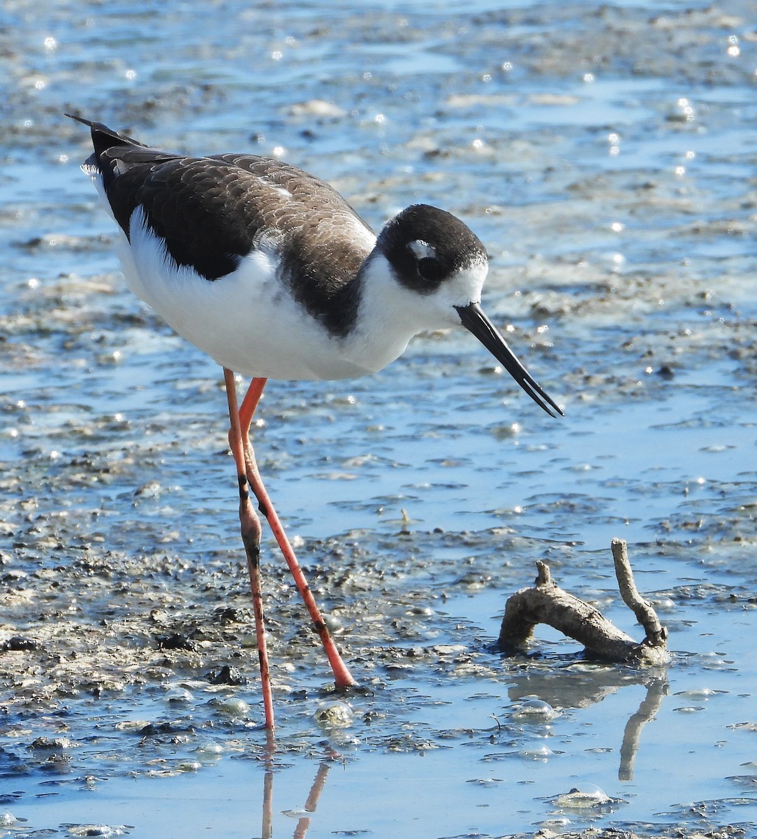 Black-necked Stilt - ML642184614