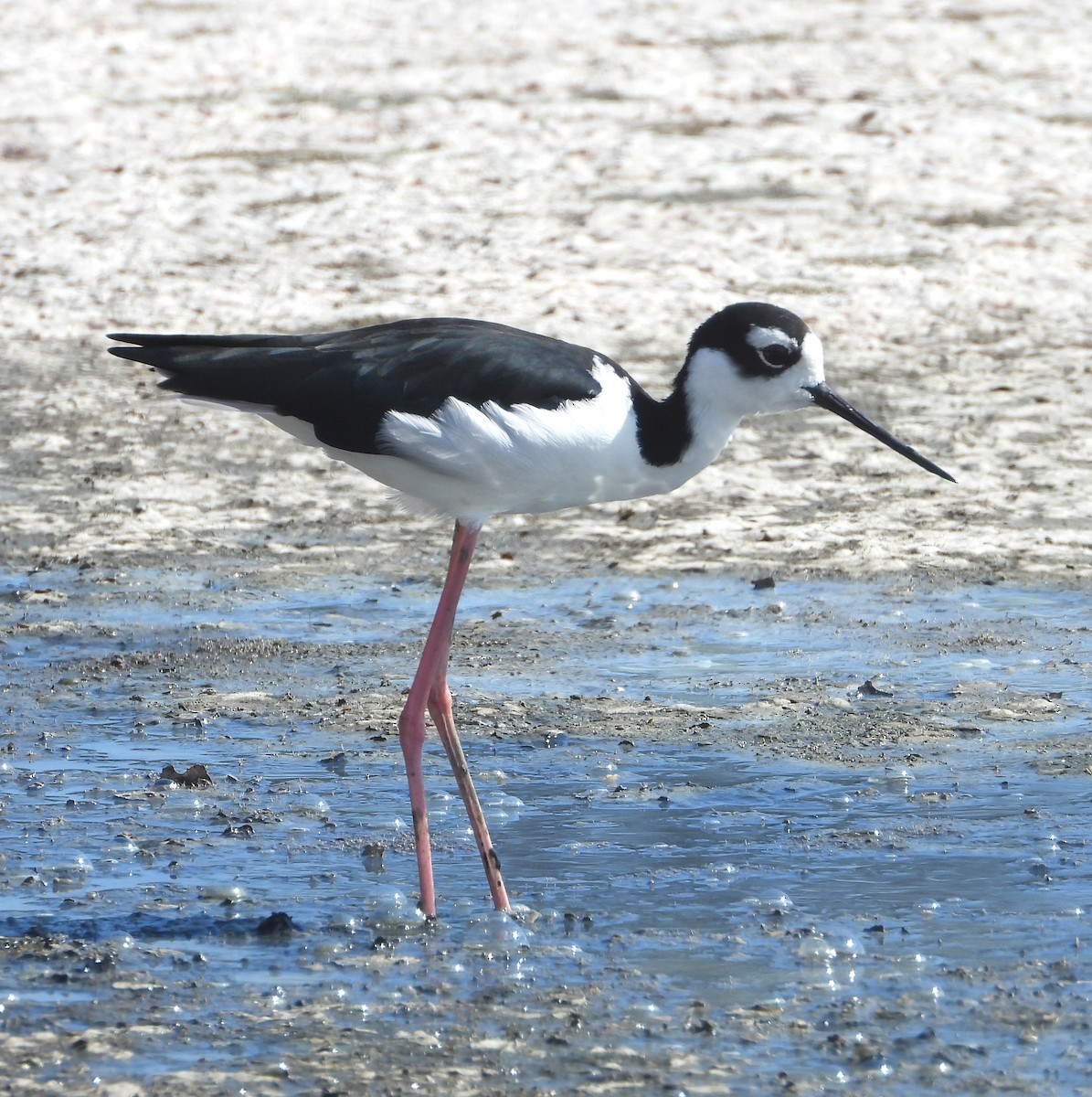 Black-necked Stilt - ML642184615