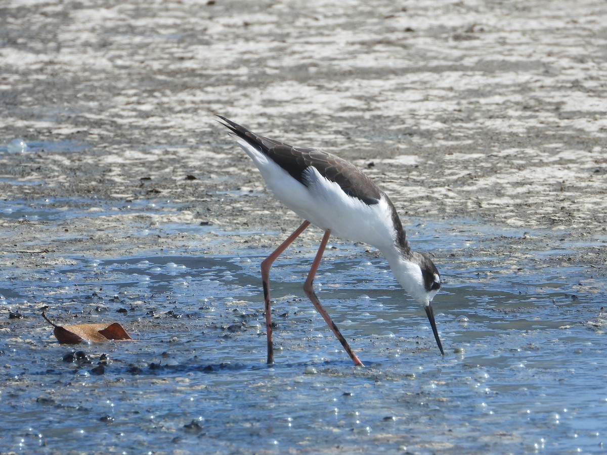 Black-necked Stilt - ML642184616