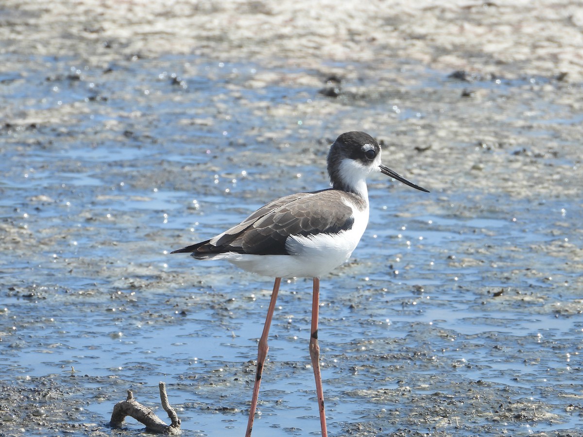 Black-necked Stilt - ML642184617