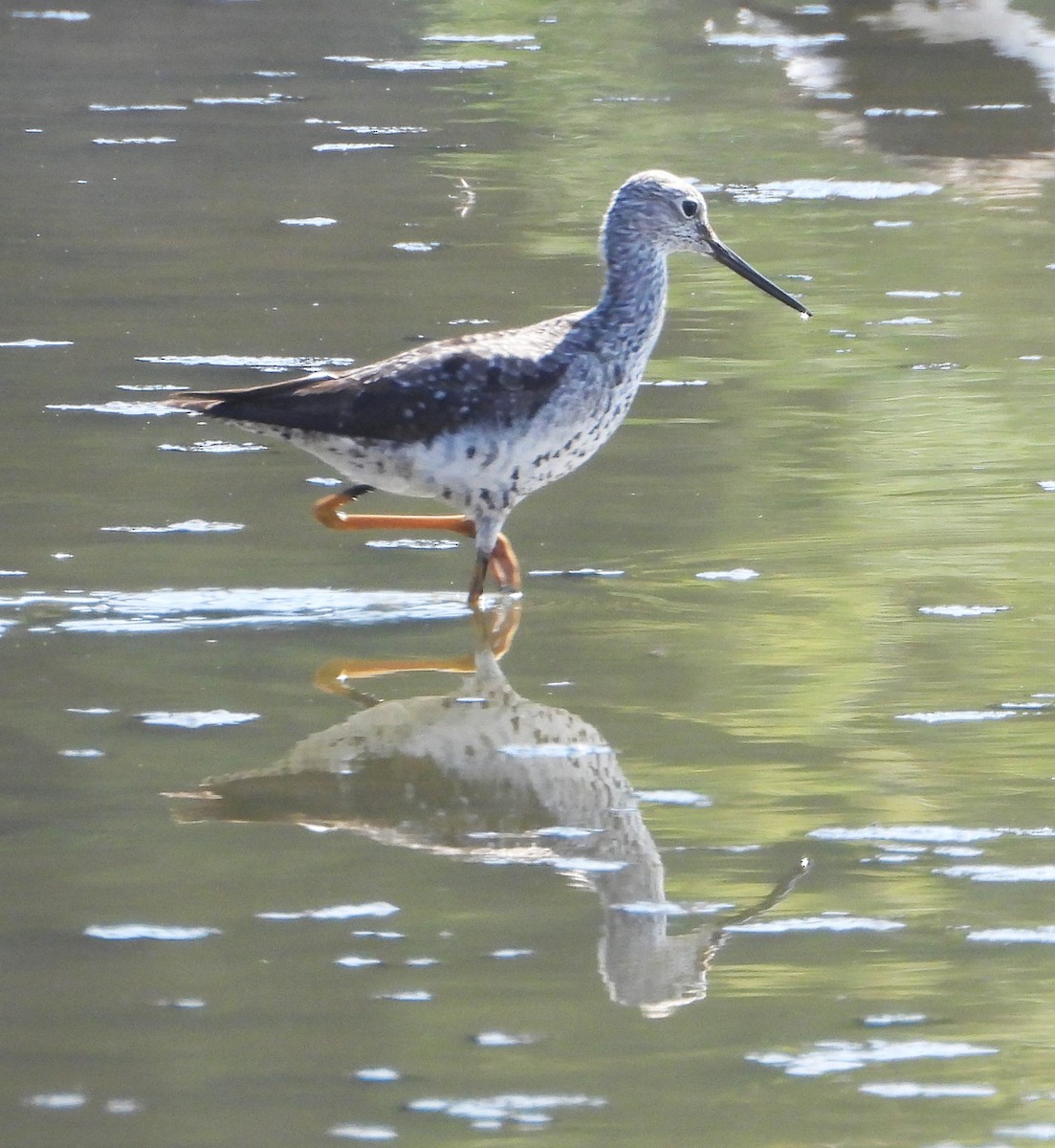 Greater Yellowlegs - ML642184624