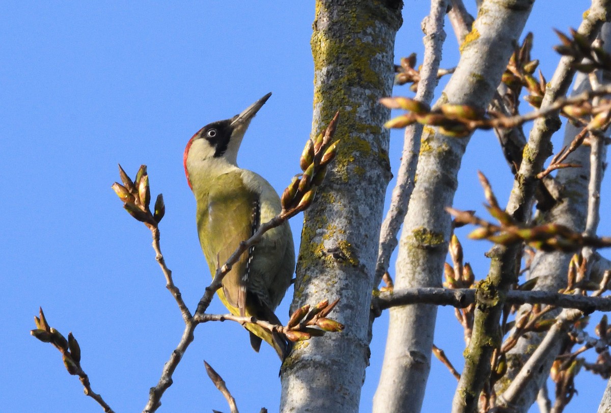 Eurasian Green Woodpecker - ML642184636