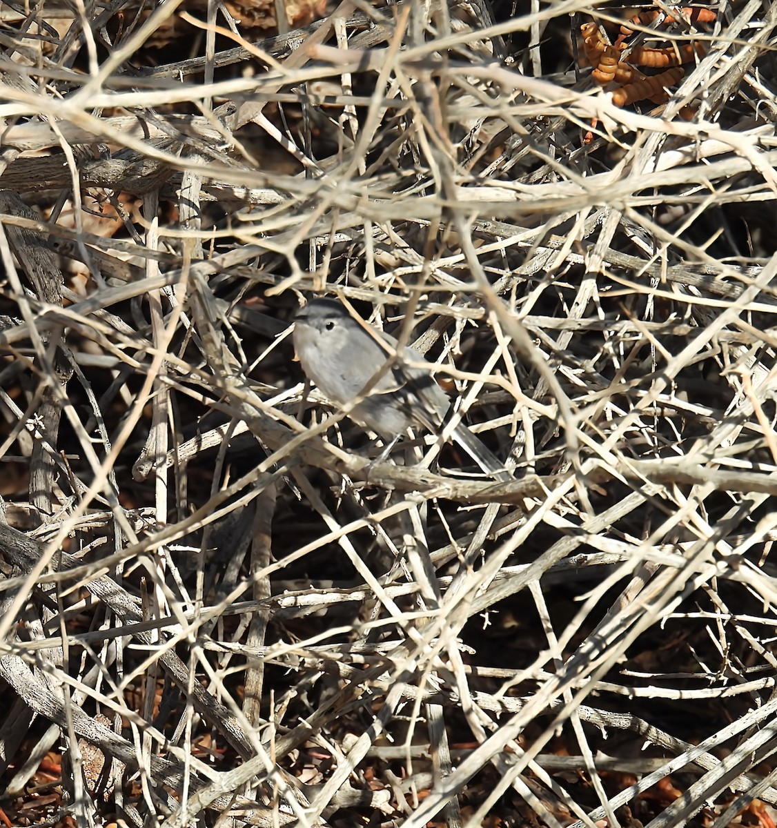 Black-tailed Gnatcatcher - ML642184668