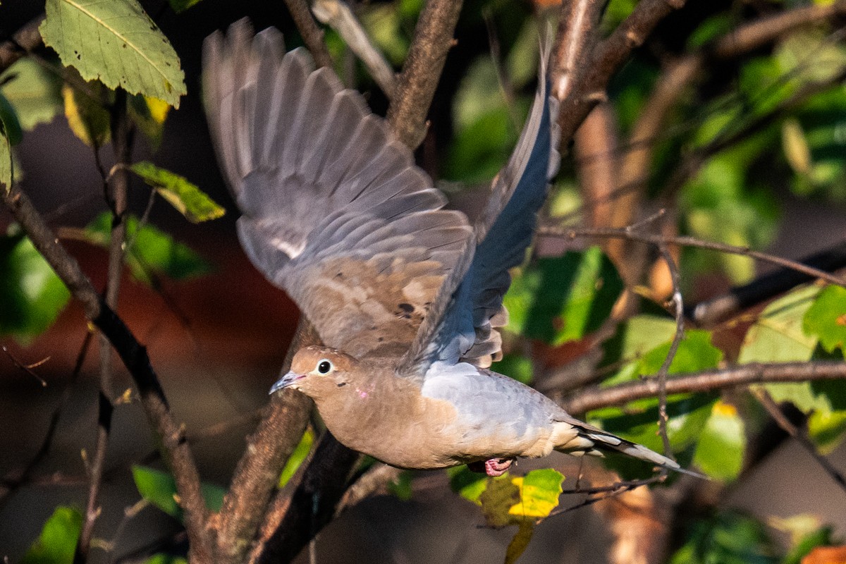 Mourning Dove - ML642184669