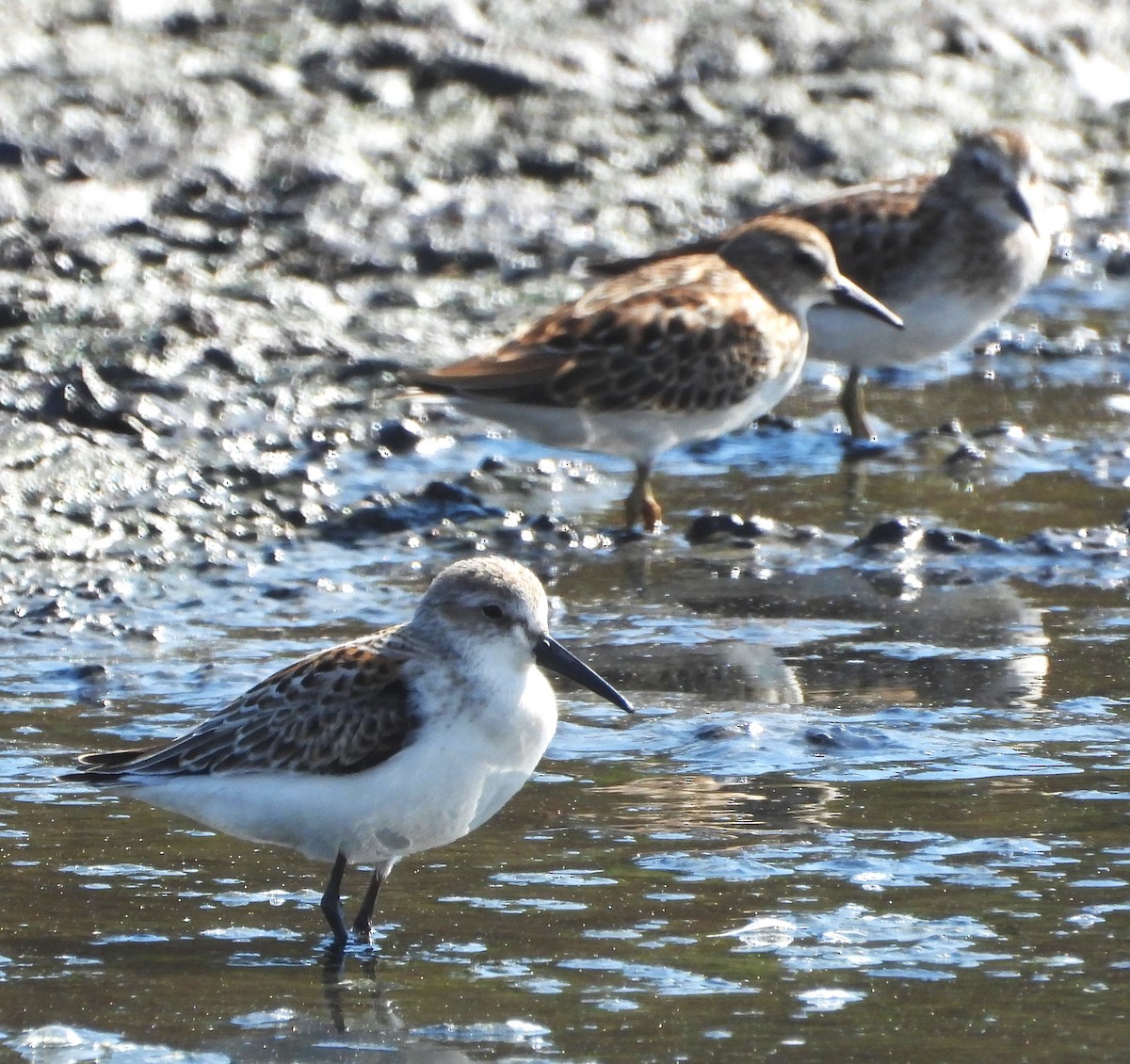 Western Sandpiper - ML642184671