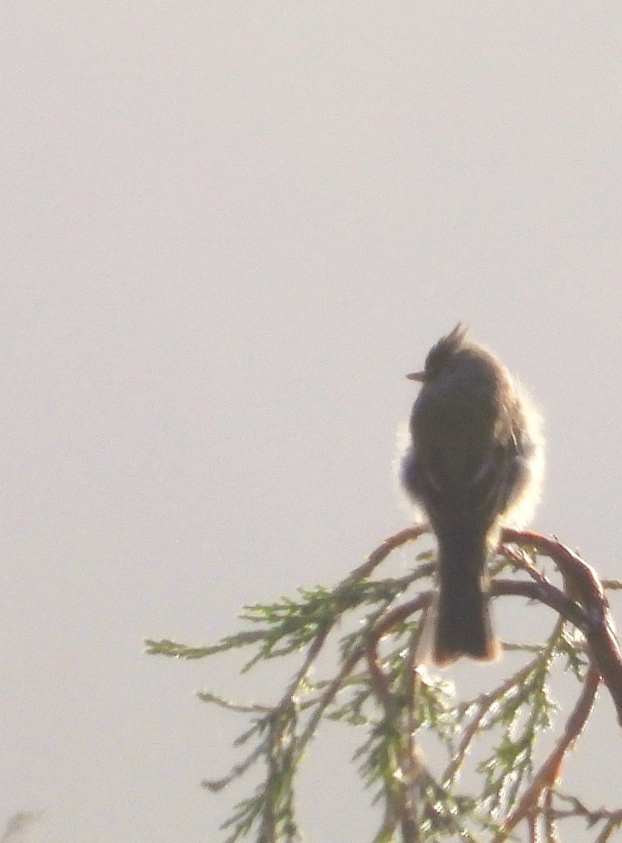 Greater Pewee (Mexican) - ML642184675
