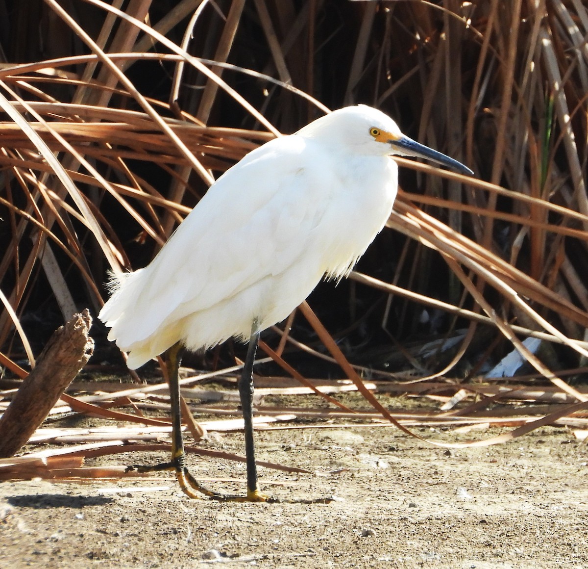Snowy Egret - ML642184682